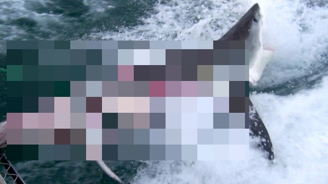 Жестокий мир акул (4 фото + видео)