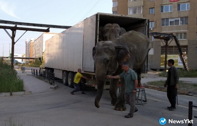 Обычный день в Якутии. По улице гуляют слоны (2 фото + видео)