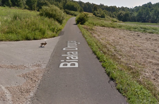 В Польше машина Google maps сбила кролика (3 фото + видео)