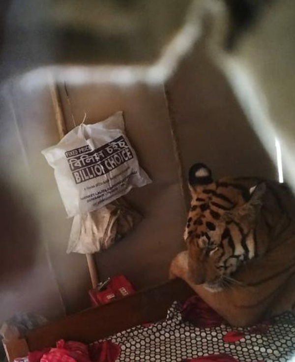 Тигрица в Индии пробралась в дом и расположилась на кровати (2 фото)