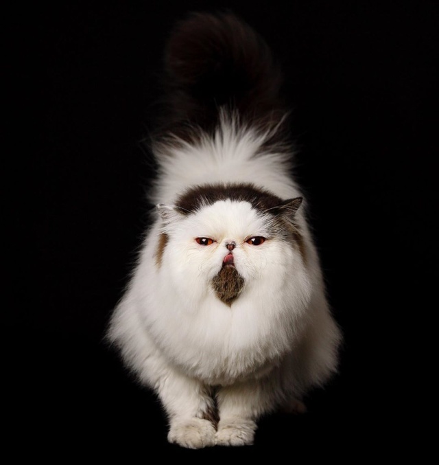 Очаровательный кот в "галстуке" (12 фото)