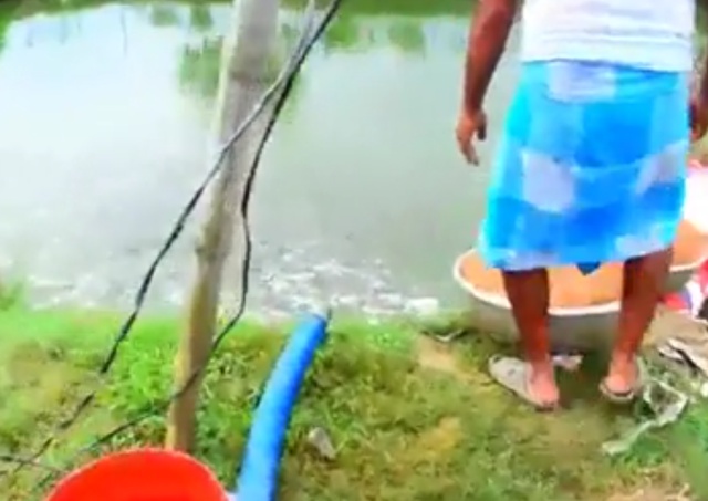 Кормление рыб на рыбразводнике в Индии