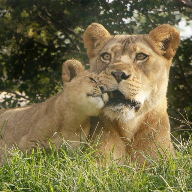Симбу из "Короля льва" рисовали с настоящего львенка (12 фото)