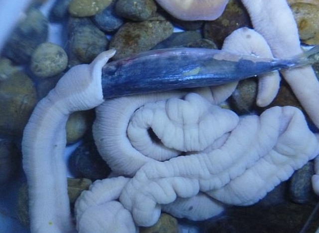 В Японии живут 70-сантиметровые черви (5 фото + видео)