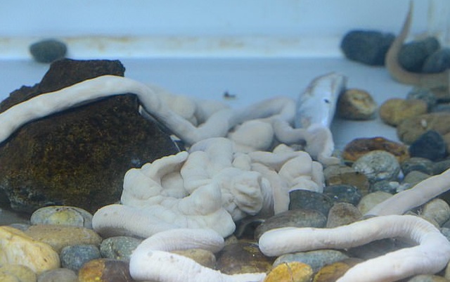 В Японии живут 70-сантиметровые черви (5 фото + видео)