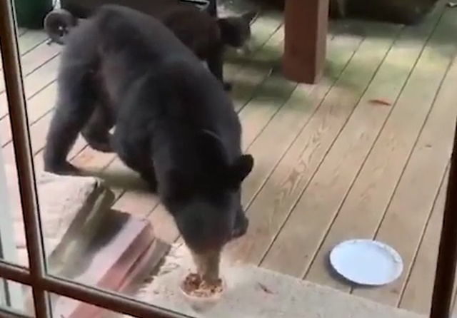 В Северной Каролине медведи зашли в гости