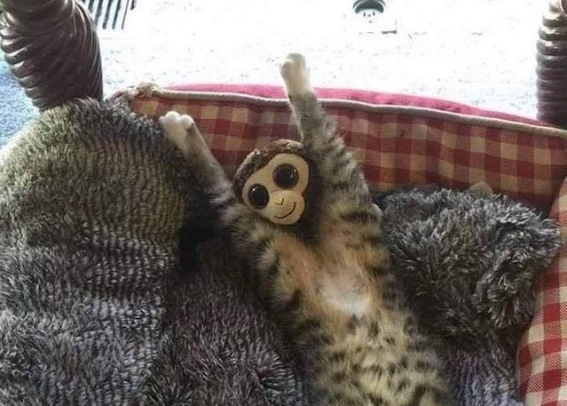 Кот и игрушечная обезьянка запустили новый масштабный фотошоп-батл в соцсетях (12 фото)