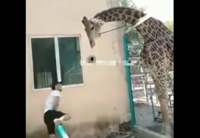 Пьяный мужчина "прокатился" верхом на жирафе в Казахстане 
