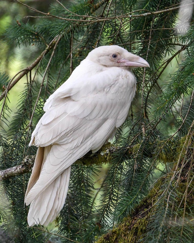 Белоснежная красота: подборка удивительных животных-альбиносов (16 фото)