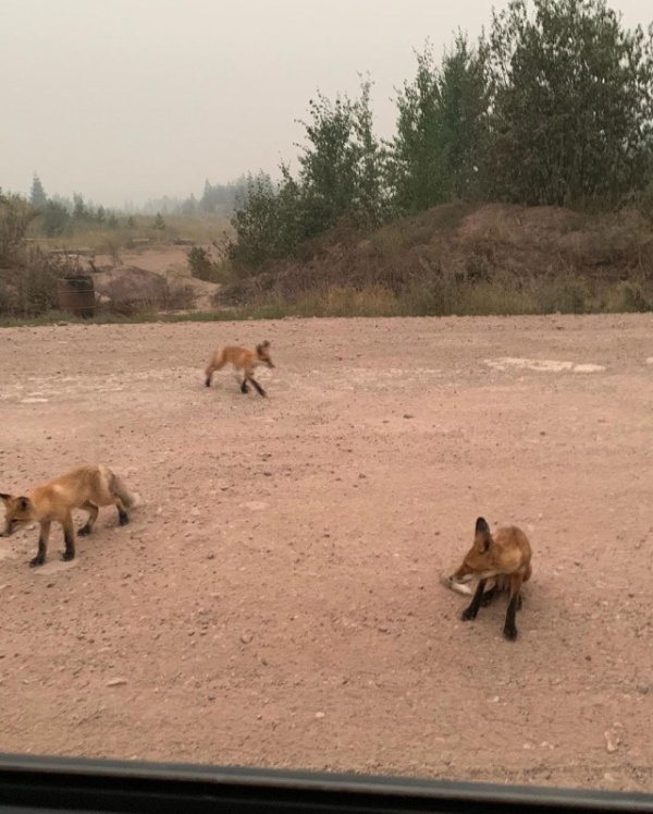 В Иркутской области животные бегут из леса из-за пожара