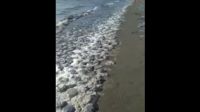 Аномальное нашествие медуз в Азовском море