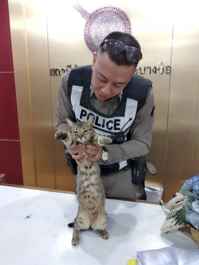 Кот-полицейский на страже Таиланда (8 фото)