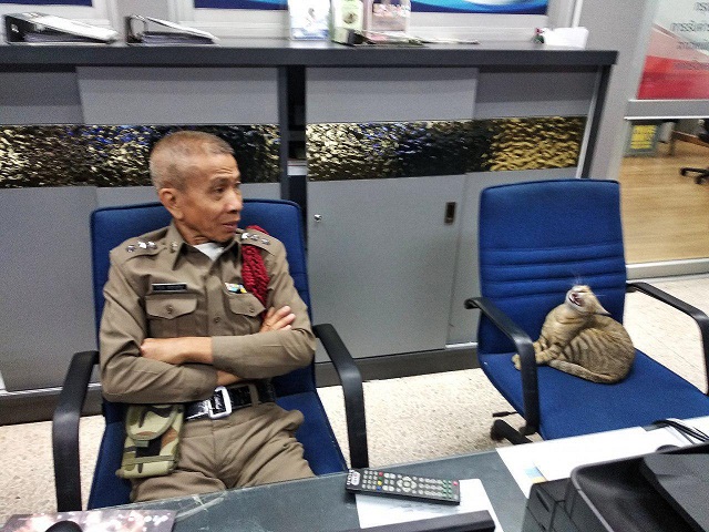 Кот-полицейский на страже Таиланда (8 фото)