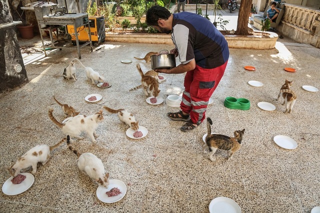 Сириец отказался от эвакуации, чтобы спасти брошенных кошек (18 фото)