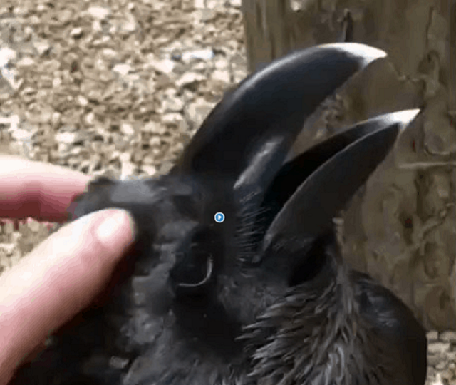 Новый спор в Сети: кролик или ворона? (9 фото + видео)