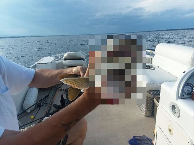Семейная пара из США поймала в  озере Шамплейн рыбу-мутанта (2 фото)