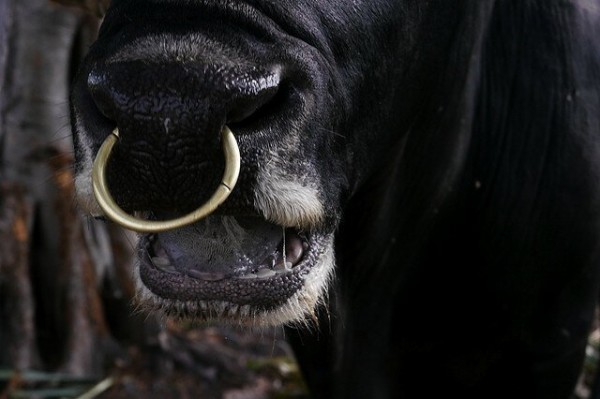 Для чего в нос быкам вставляют кольцо? (4 фото)