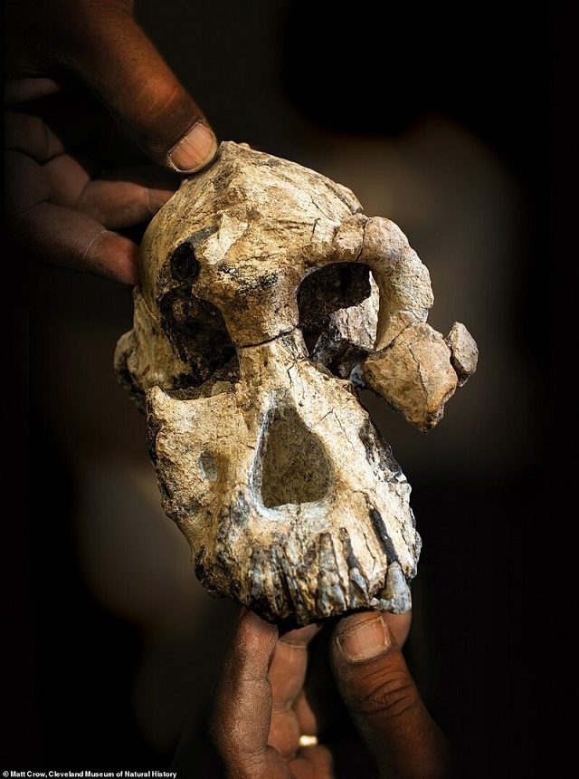 Ученым удалось воссоздать портрет предка человека, жившего более 4 млн лет назад (8 фото)