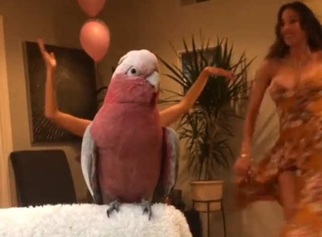 Танцевальная пауза: пятничные танцы с попугаем