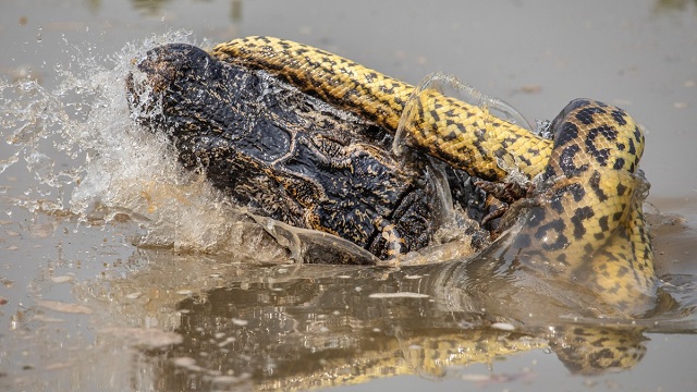 UFC в дикой природе: бой крокодила с анакондой (5 фото + видео)