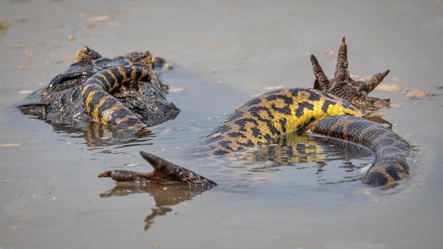 UFC в дикой природе: бой крокодила с анакондой (5 фото + видео)