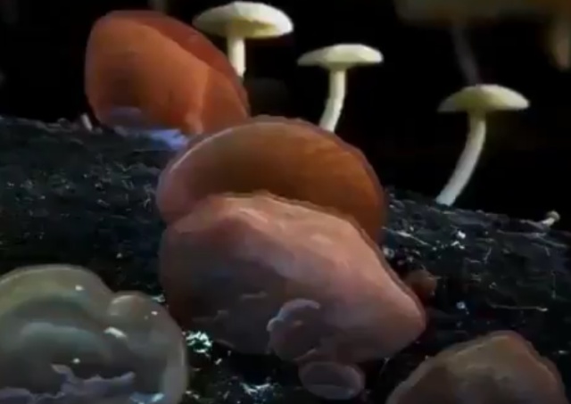 Удивительное царство грибов