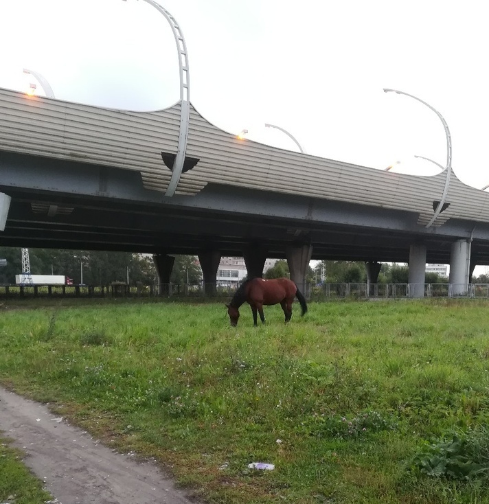 В Петербурге лошадь щипала траву возле остановки и чуть не села в троллейбус (2 видео + 2 фото)
