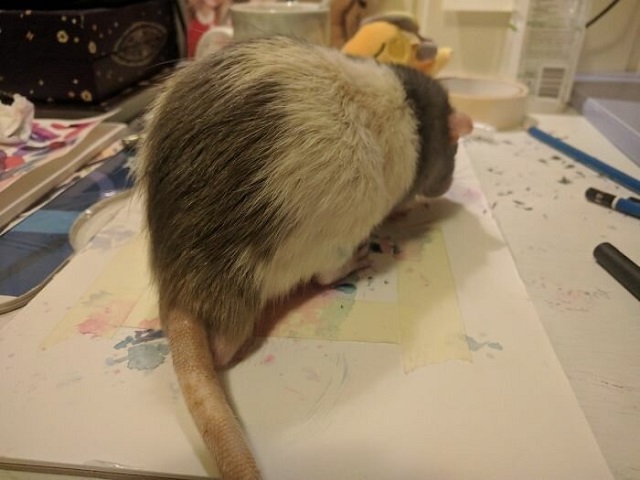 Дарий - крысенок, который стал успешным художником (8 фото)