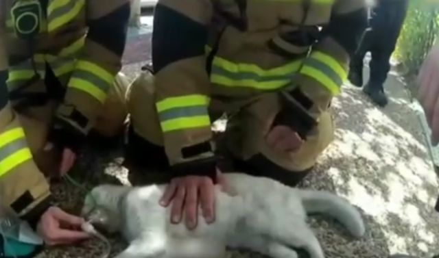 Пожарные откачали двух котов, пострадавших при пожаре