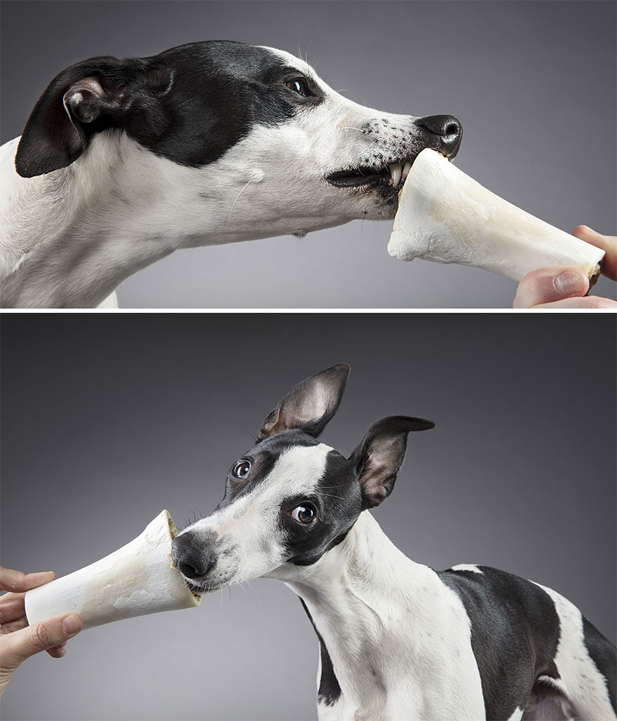 Собаки реагируют на еду (15 фото)