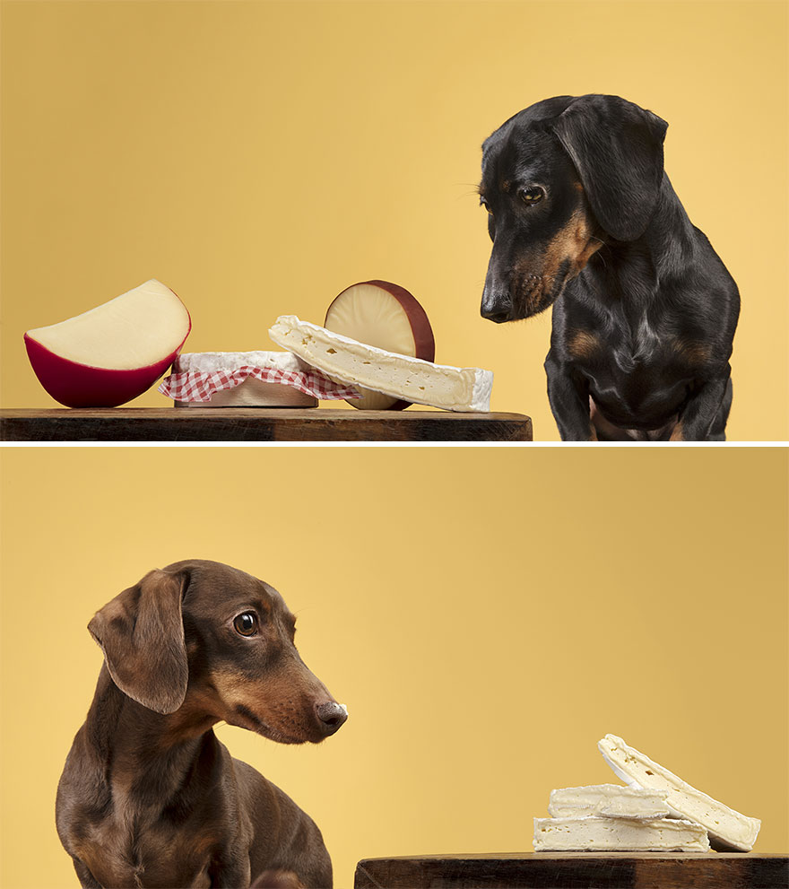 Собаки реагируют на еду (15 фото)