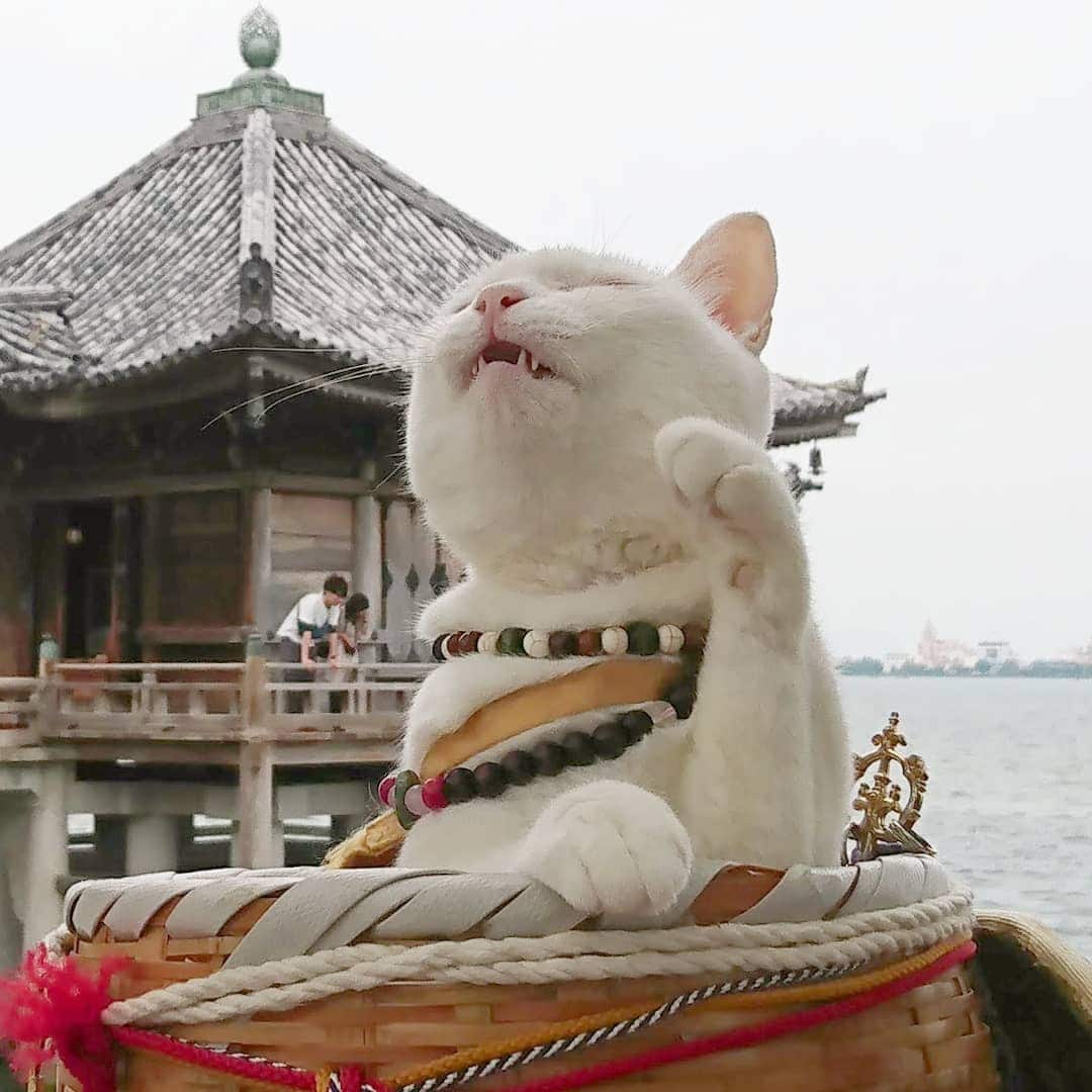 Необычный кошачий храм в Японии (23 фото)