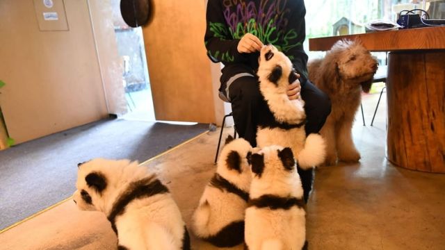 В Китае владелец кафе перекрасил щенков в панд, чтобы выделиться на фоне конкурентов (2 фото + видео)