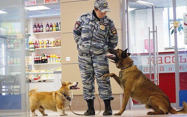 Рыжий - самый милый полицейский в России (10 фото)