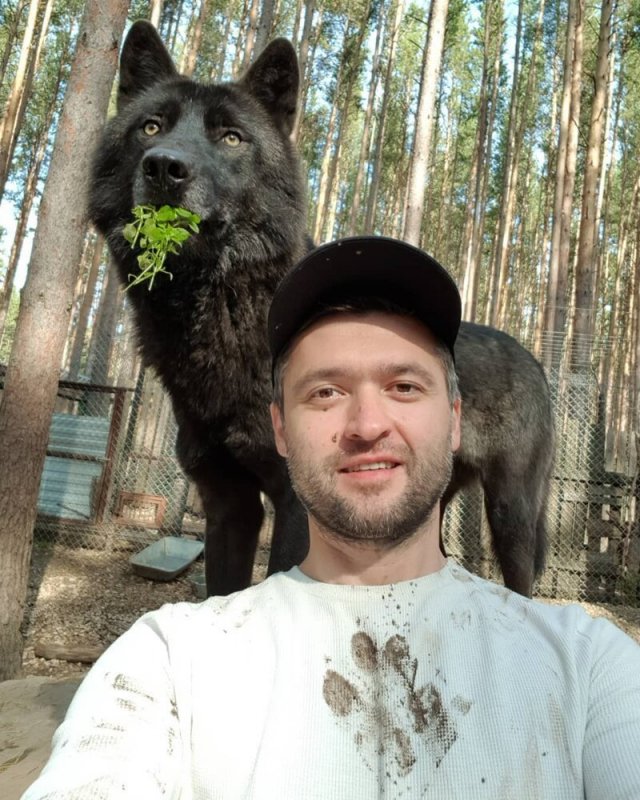 Бизнесмен, приручивший волков, набирает популярность в «Инстаграме» (13 фото)