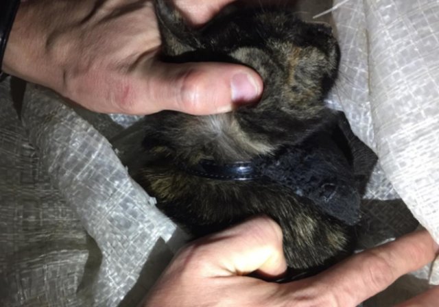 Кошка-наркокурьер была поймана с полным ошейником гашиша (2 фото + видео)