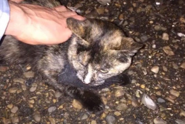 Кошка-наркокурьер была поймана с полным ошейником гашиша (2 фото + видео)