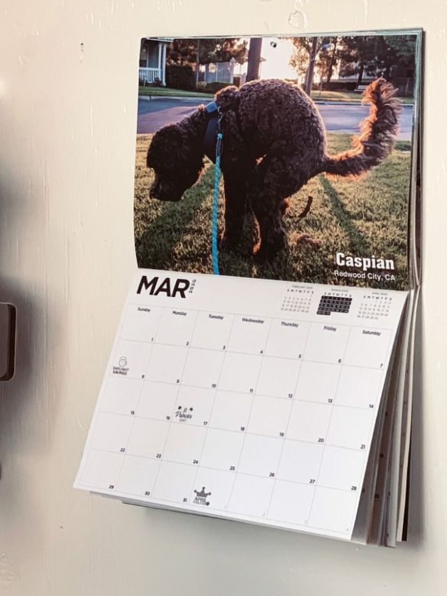 Самый странный календарь с собаками, продающийся на Гавайских островах (10 фото)