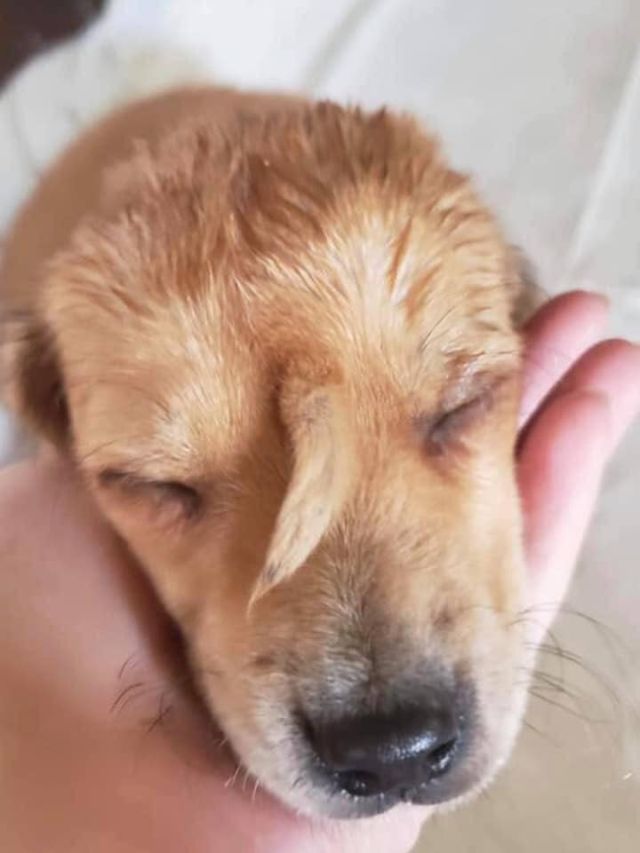 В Миссури нашли очаровательного щенка с редкой аномалией (6 фото + видео)
