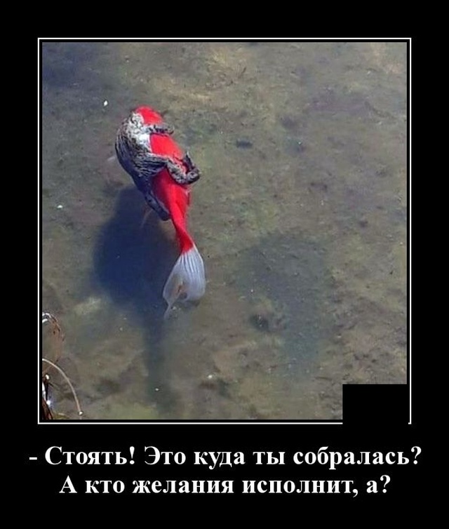 Демотиваторы (20 фото)