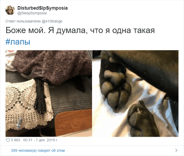 Пользователи Твиттера разгадали тайну подушечек на собачьих лапах  (11 скриншотов)