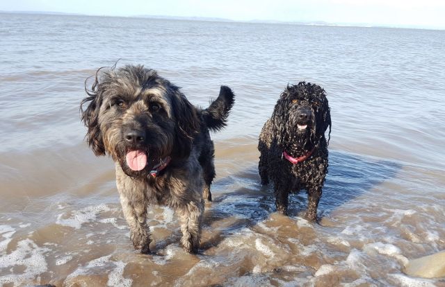 Британец гулял с собаками на пляже и случайно сделал археологическое открытие