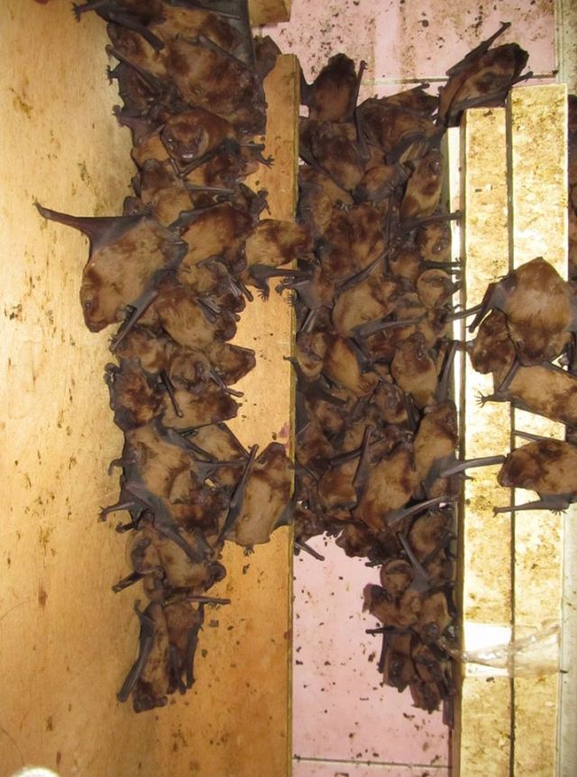 Во Львове на балконе многоэтажного дома поселилось рекордное количество летучих мышей  (6 фото)