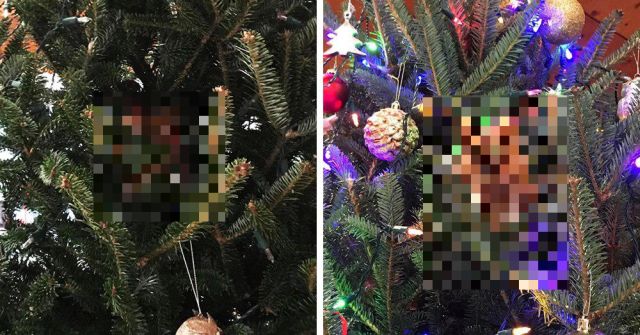 В США семья купила себе ёлку на Рождество с маленьким сюрпризом (8 фото)