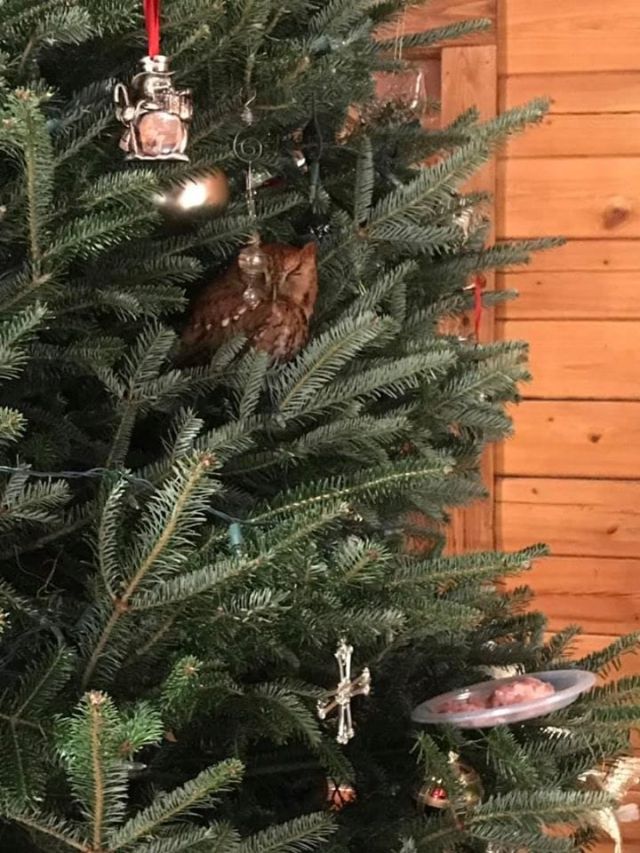 В США семья купила себе ёлку на Рождество с маленьким сюрпризом (8 фото)