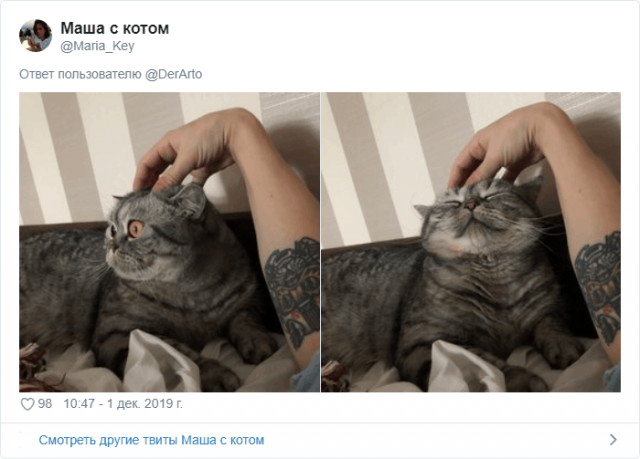 Пользователей Twitter попросили показать, чем занимаются их животные (25 фото)