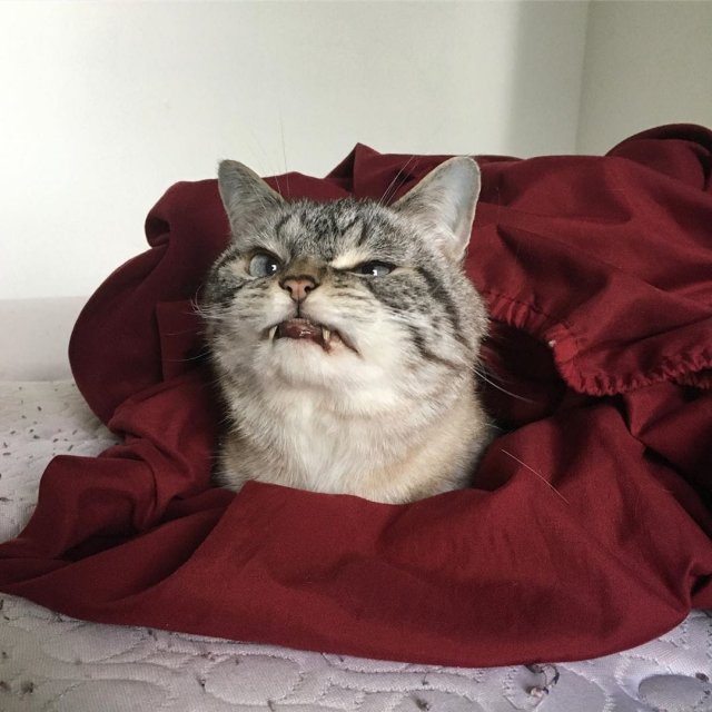 Локи - очаровательный и немного зловещий кот-вампир (12 фото)