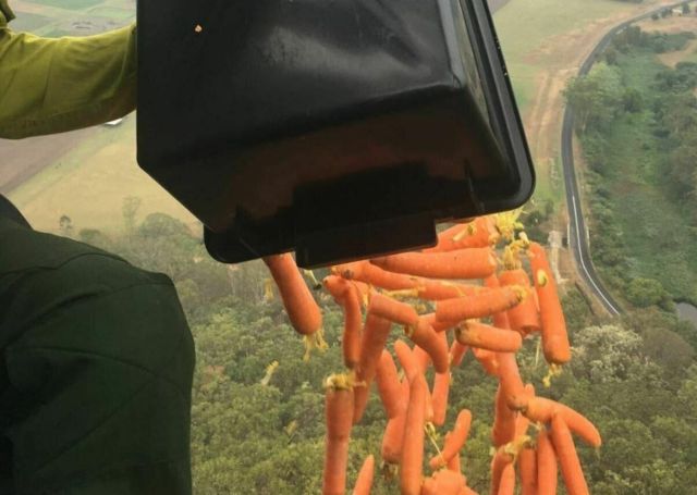 Морковный дождь в Австралии (7 фото + 2 видео)