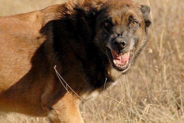 В Самарской области разрешили охоту на диких собак