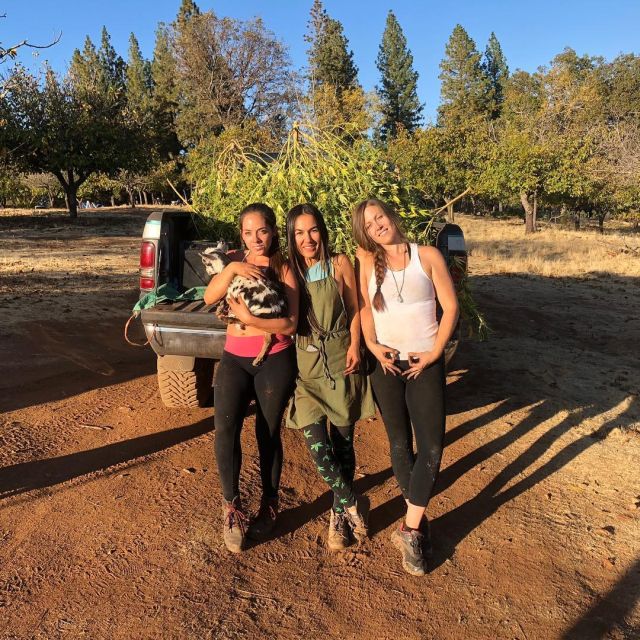 Райская жизнь 3 подруг из Калифорнии: девушки выращивают коноплю, пасут коз и отбиваются от медведей (21 фото + видео)